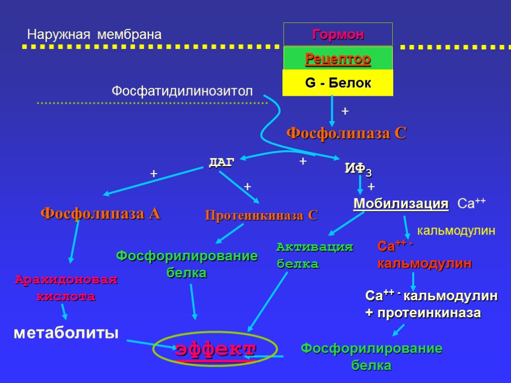 Наружная мембрана Гормон Рецептор G - Белок + Фосфолипаза С ИФ3 Мобилизация Са++ Активация